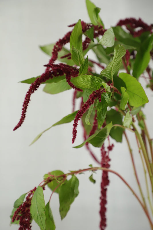 Amaranthus Red 5 stems