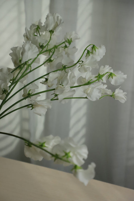 Sweet Pea White 10 stems