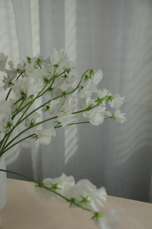 Sweet Pea White 10 stems