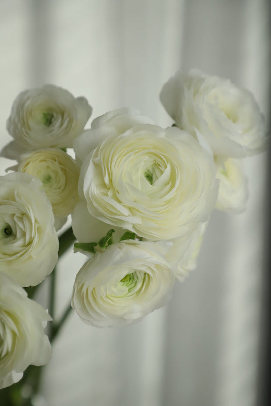 Ranunculus White 8 stems