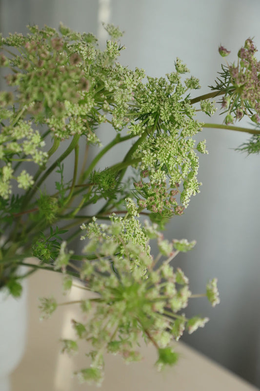 Queen Anne's Lace White 8 stems