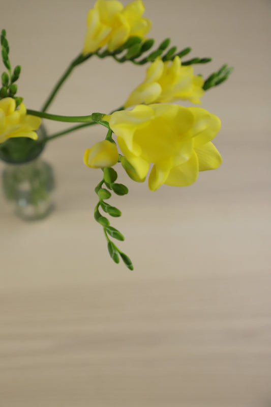 Freesia Yellow 8 stems