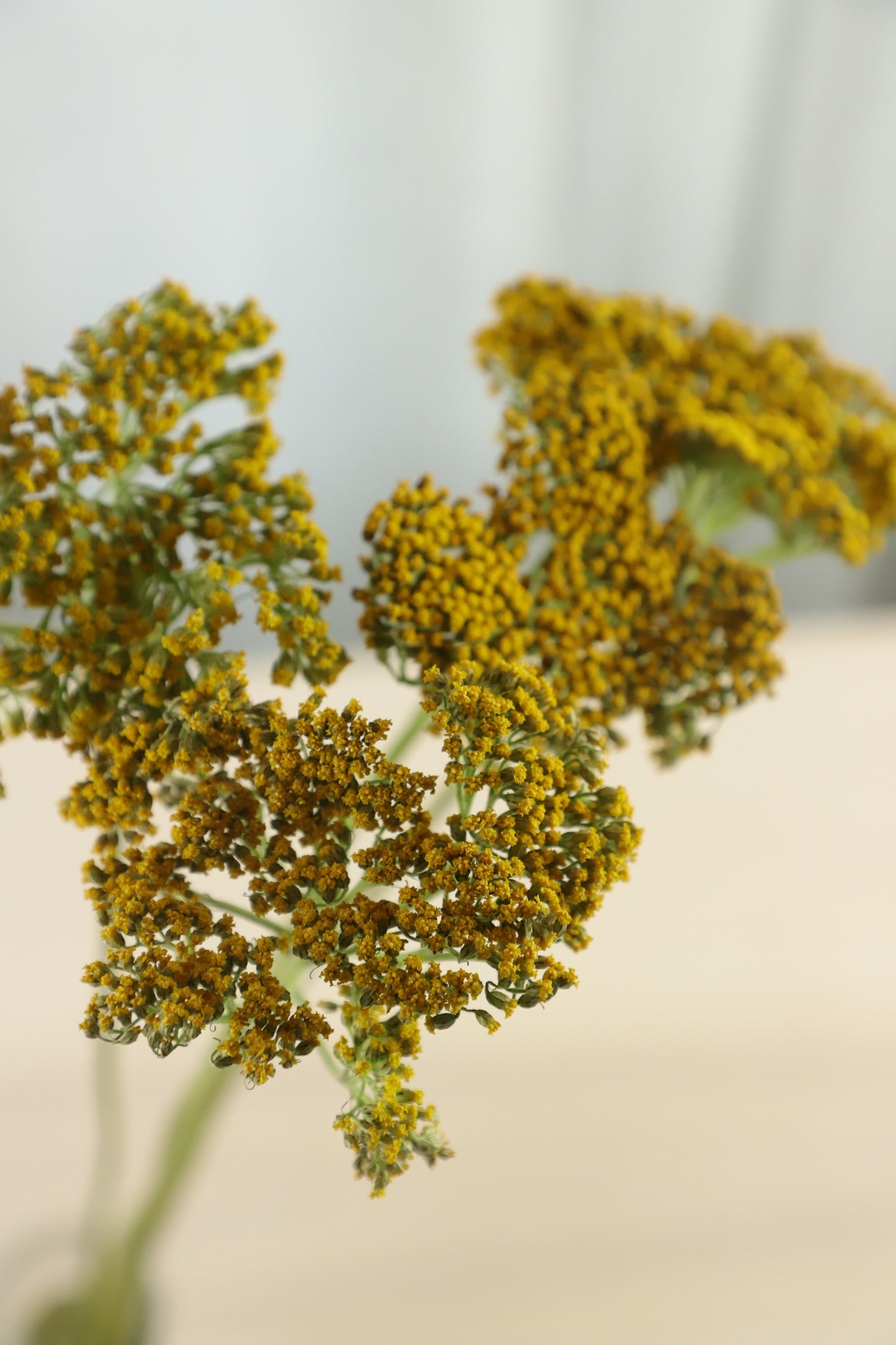 Yarrow Yellow 10 stems