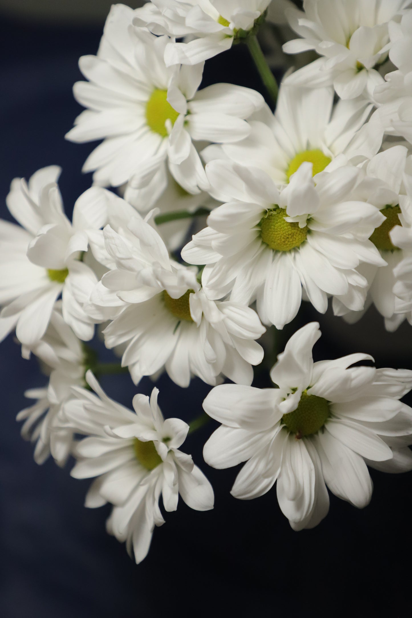 Daisy White 10 stems