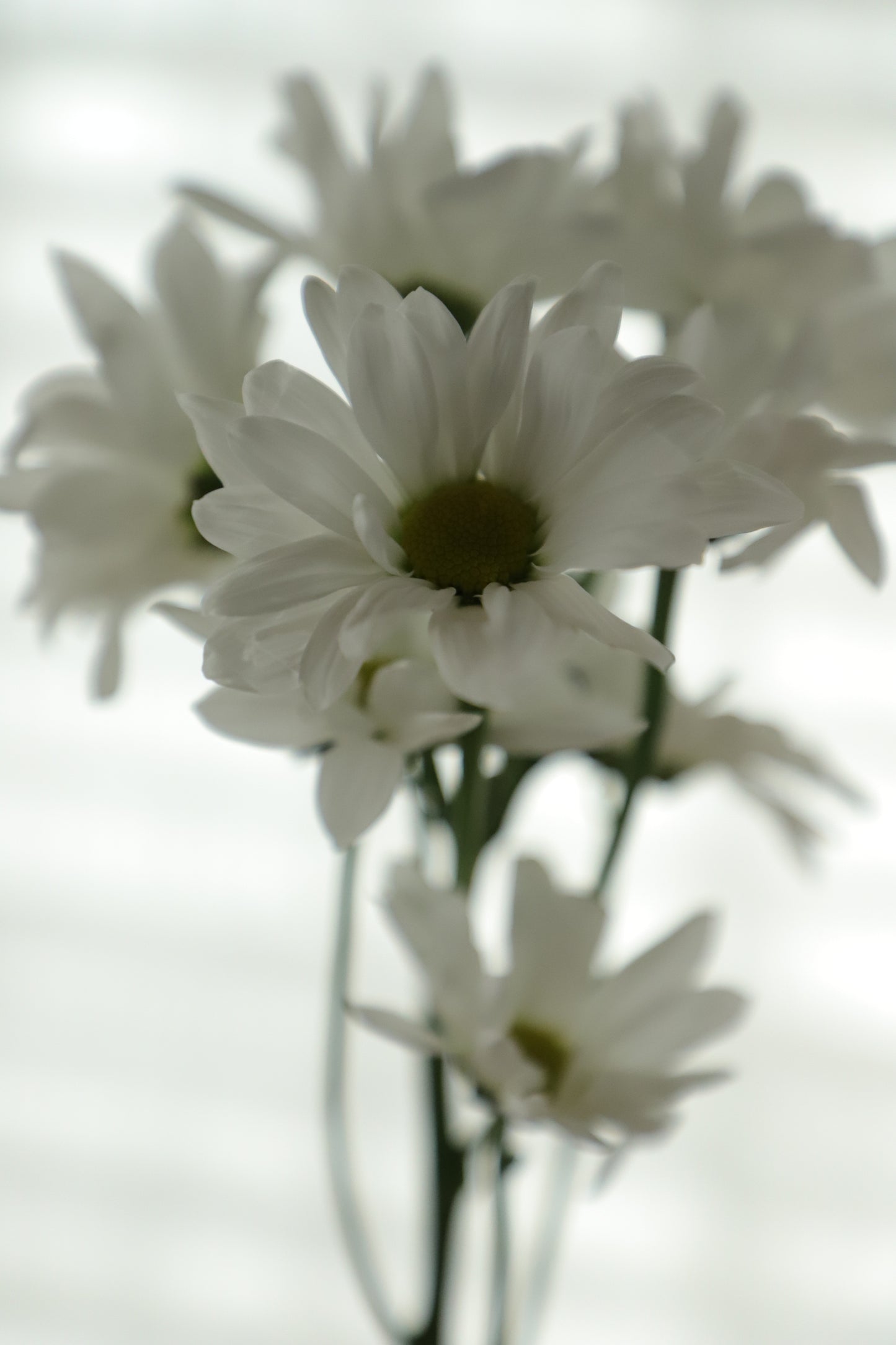 Daisy White 10 stems