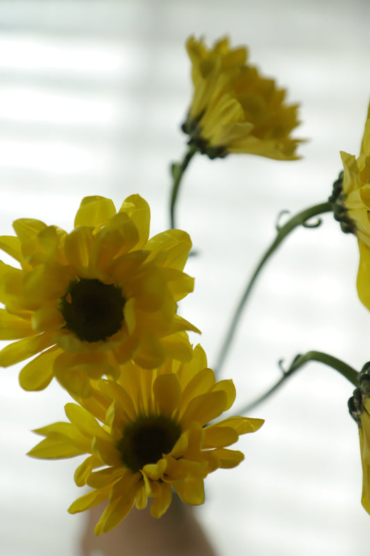 Daisy Yellow 10 stems