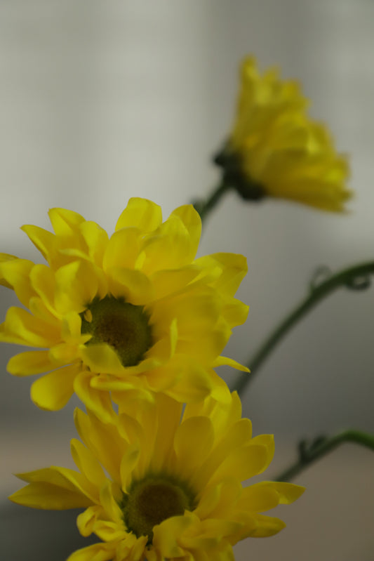 Daisy Yellow 10 stems