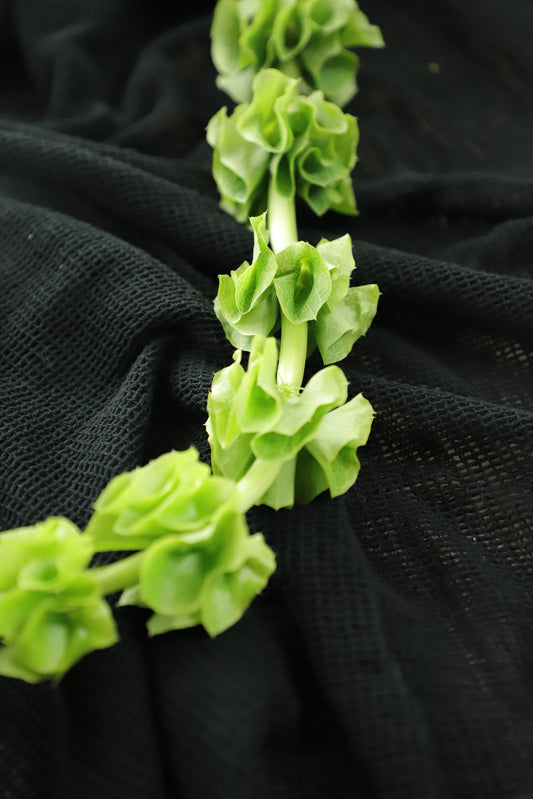 Bells of Ireland Green 10 stems