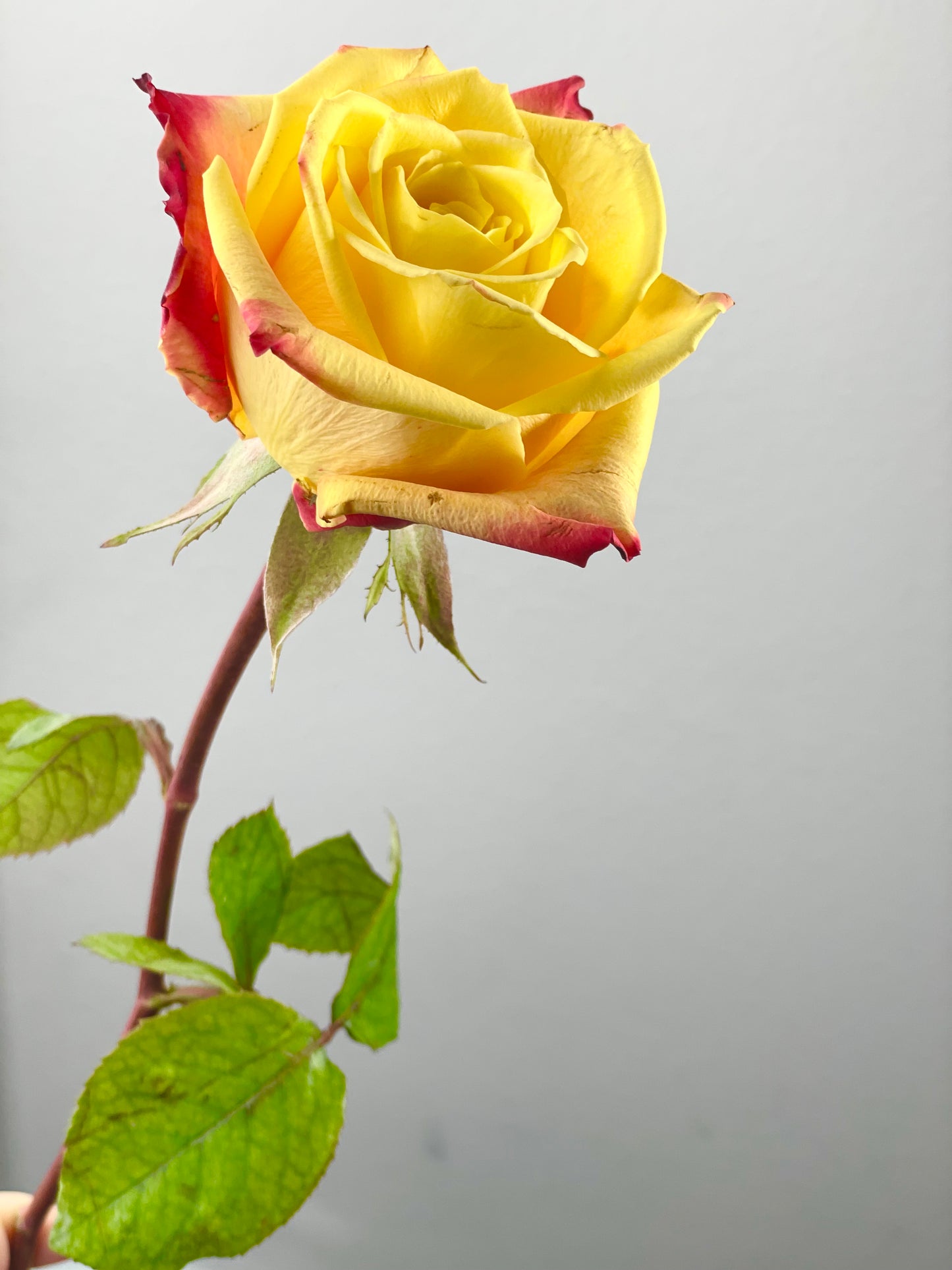 Rose Yellow 10 stems