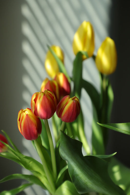 Tulip Orange 10 stems