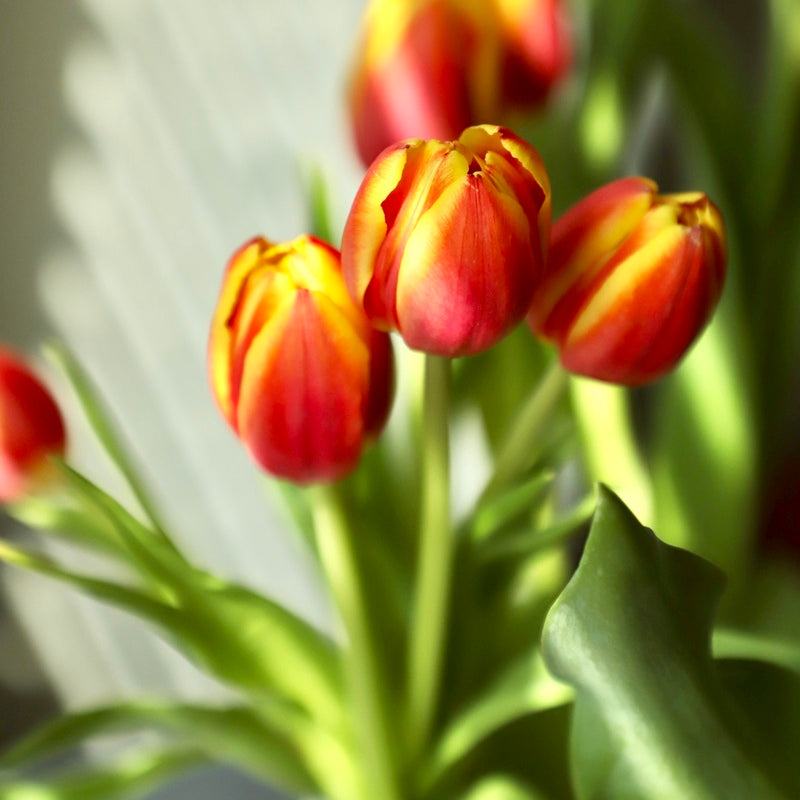 Tulip Orange 10 stems