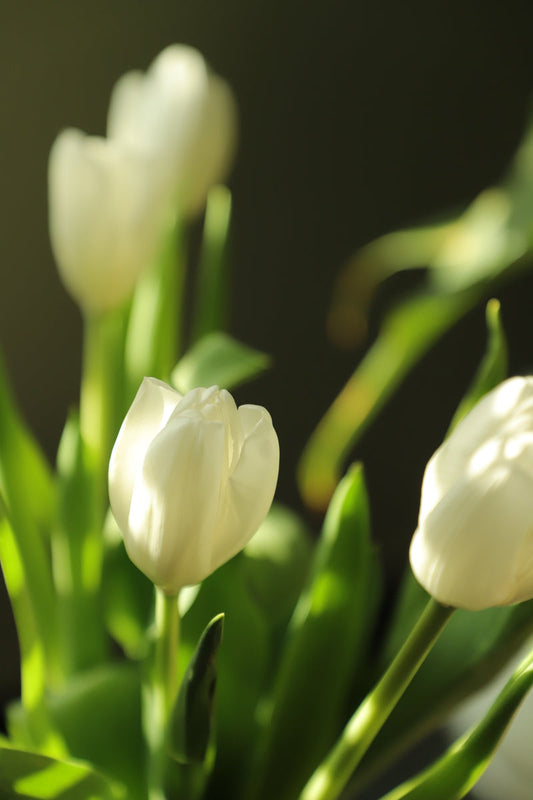 Tulip White 10 stems