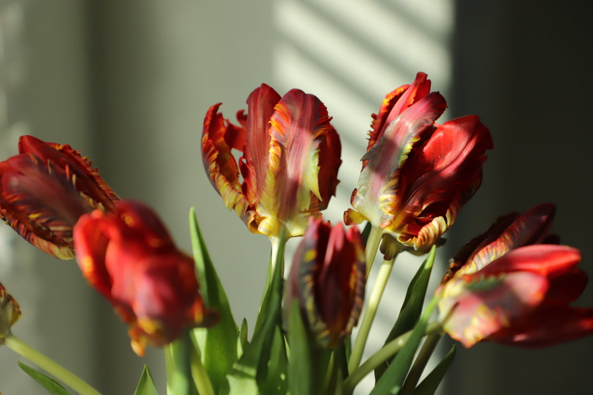 Tulip Red 10 stems