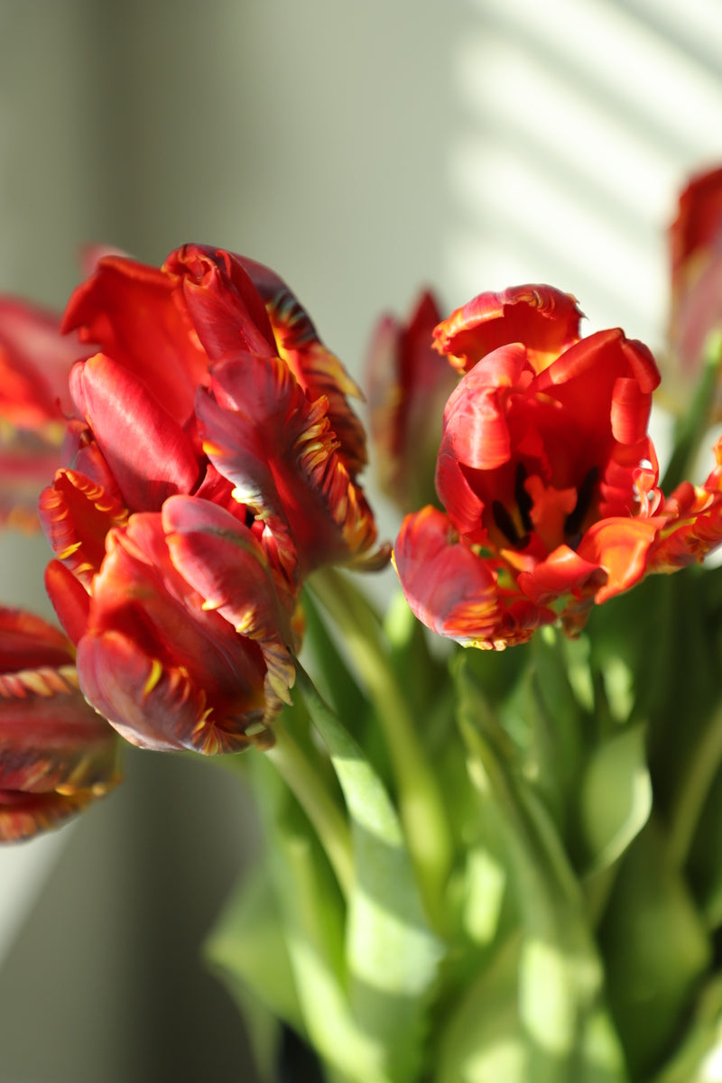 Tulip Red 10 stems