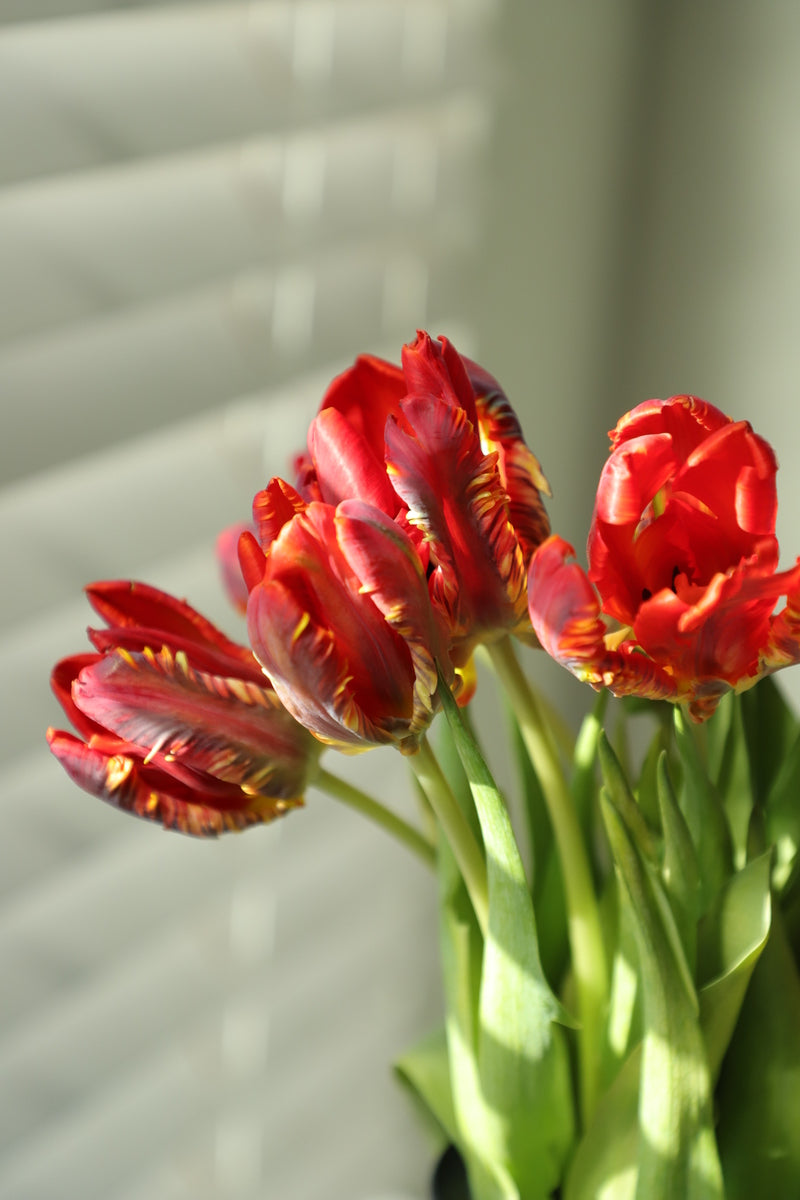 Tulip Red 10 stems