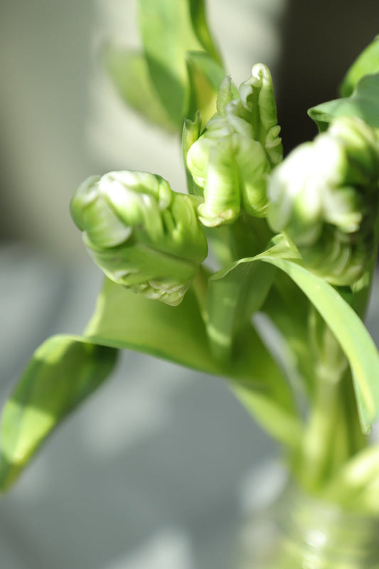 Tulip Green 10 stems