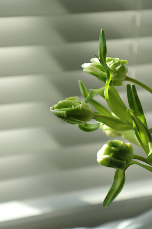 Tulip Green 10 stems