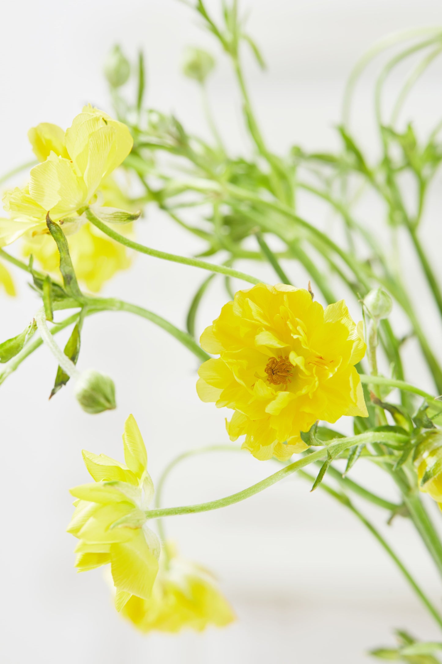 Ranunculus Yellow 8 stems