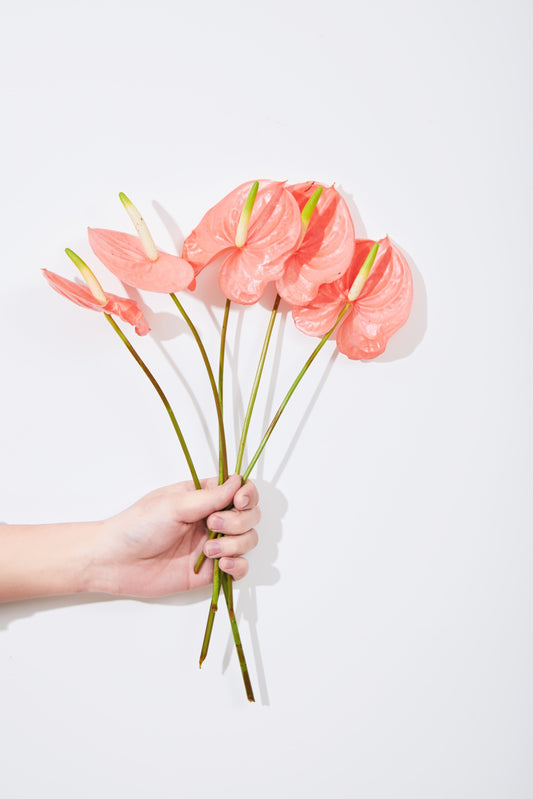 Anthurium Pink 5 stems