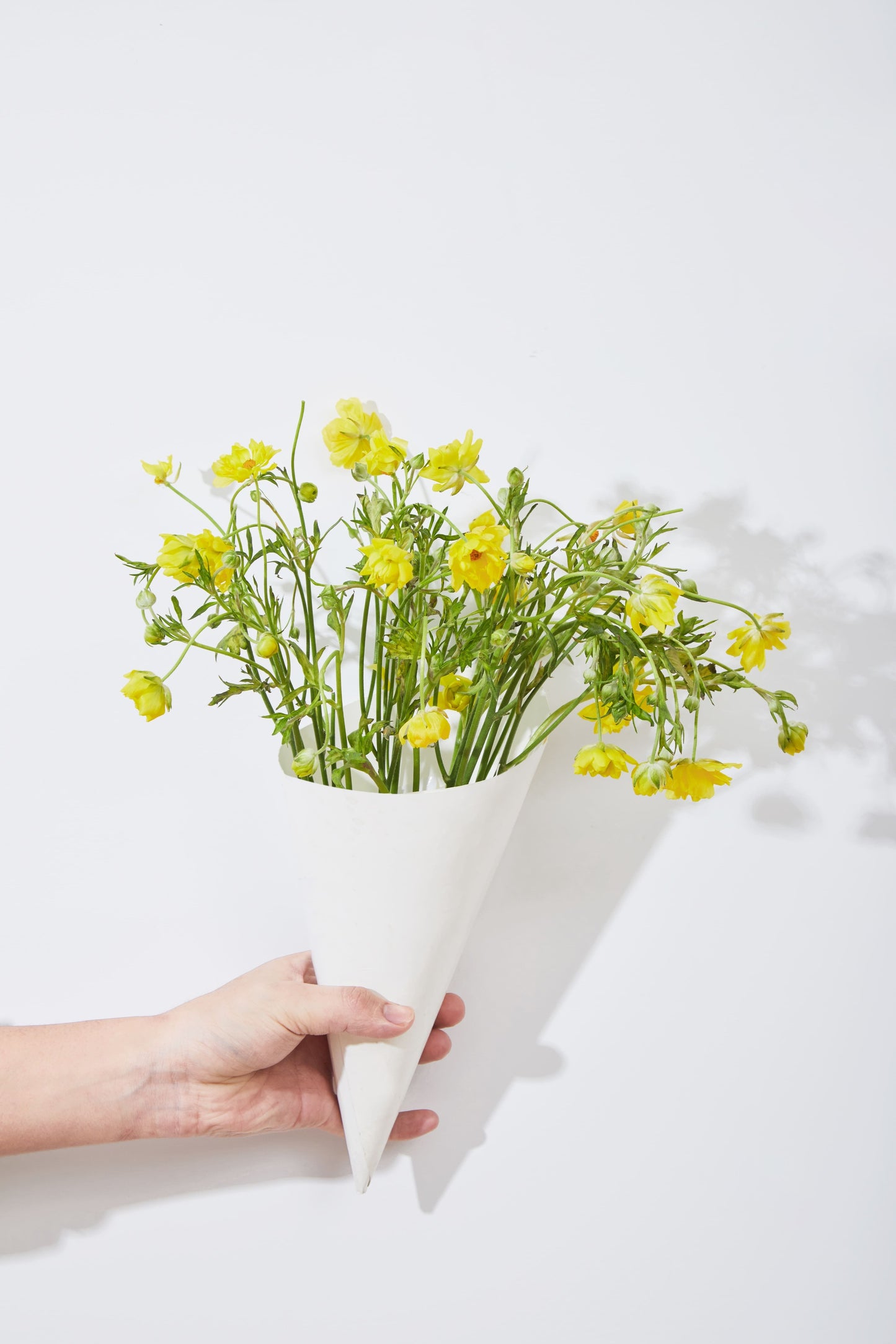 Ranunculus Yellow 8 stems