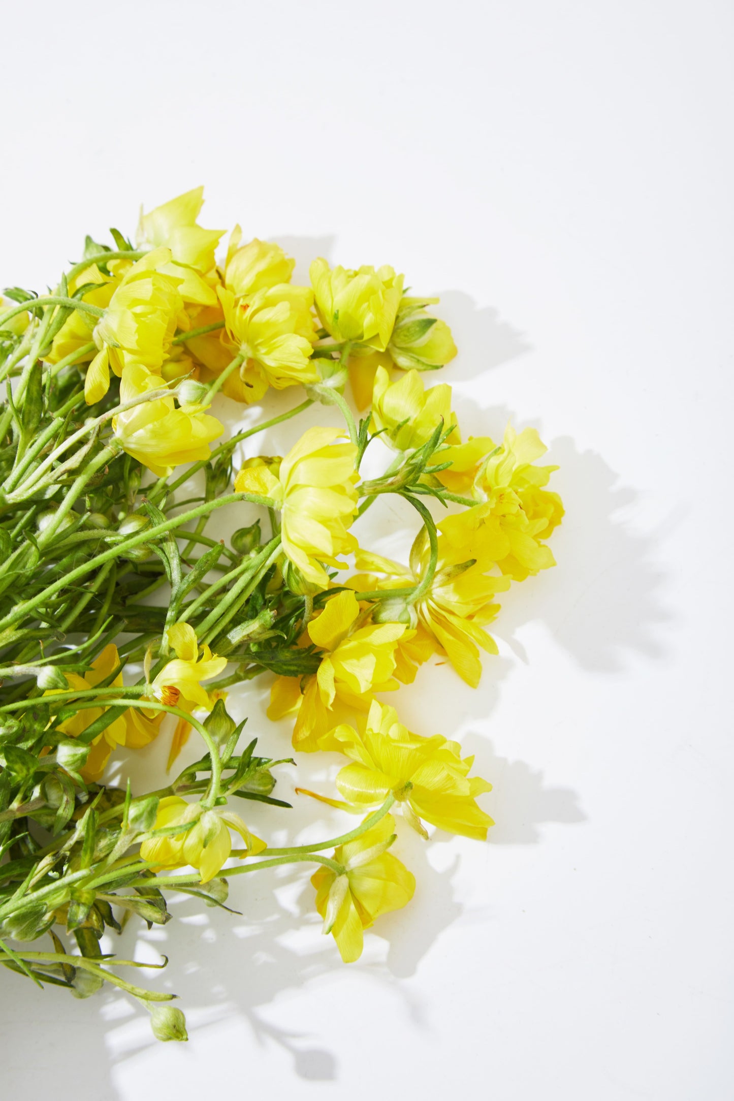 Ranunculus Yellow 8 stems