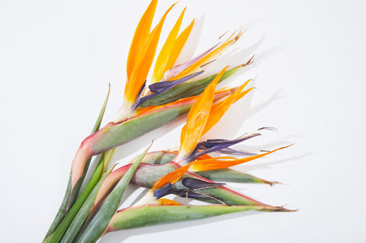 Bird of Paradise Orange 8 stems