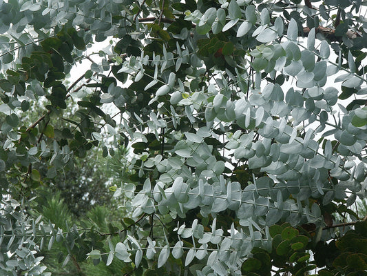 Eucalyptus Baby Blue Green 10 stems