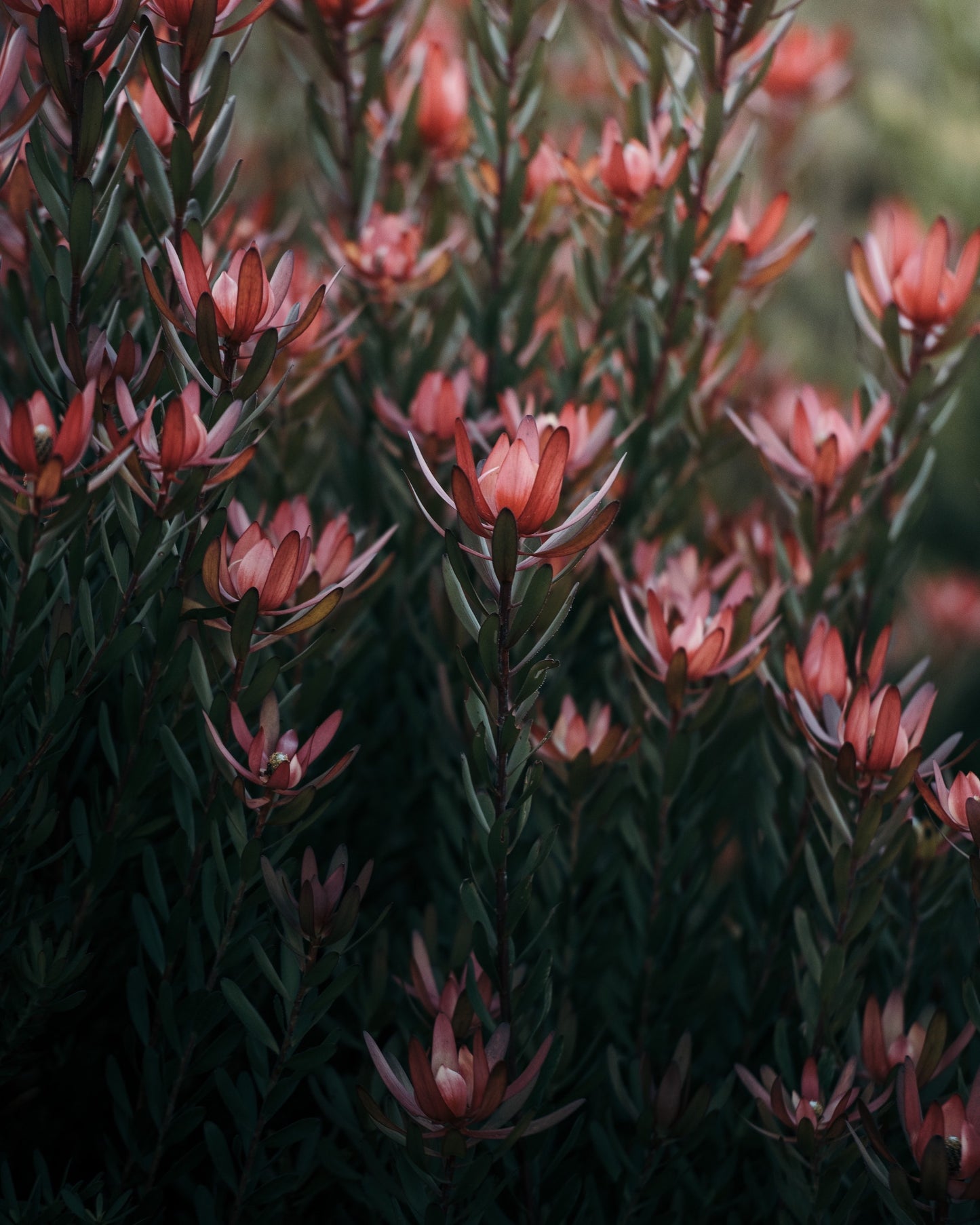 Leucadendron Safari Sunset Pink 10 stems