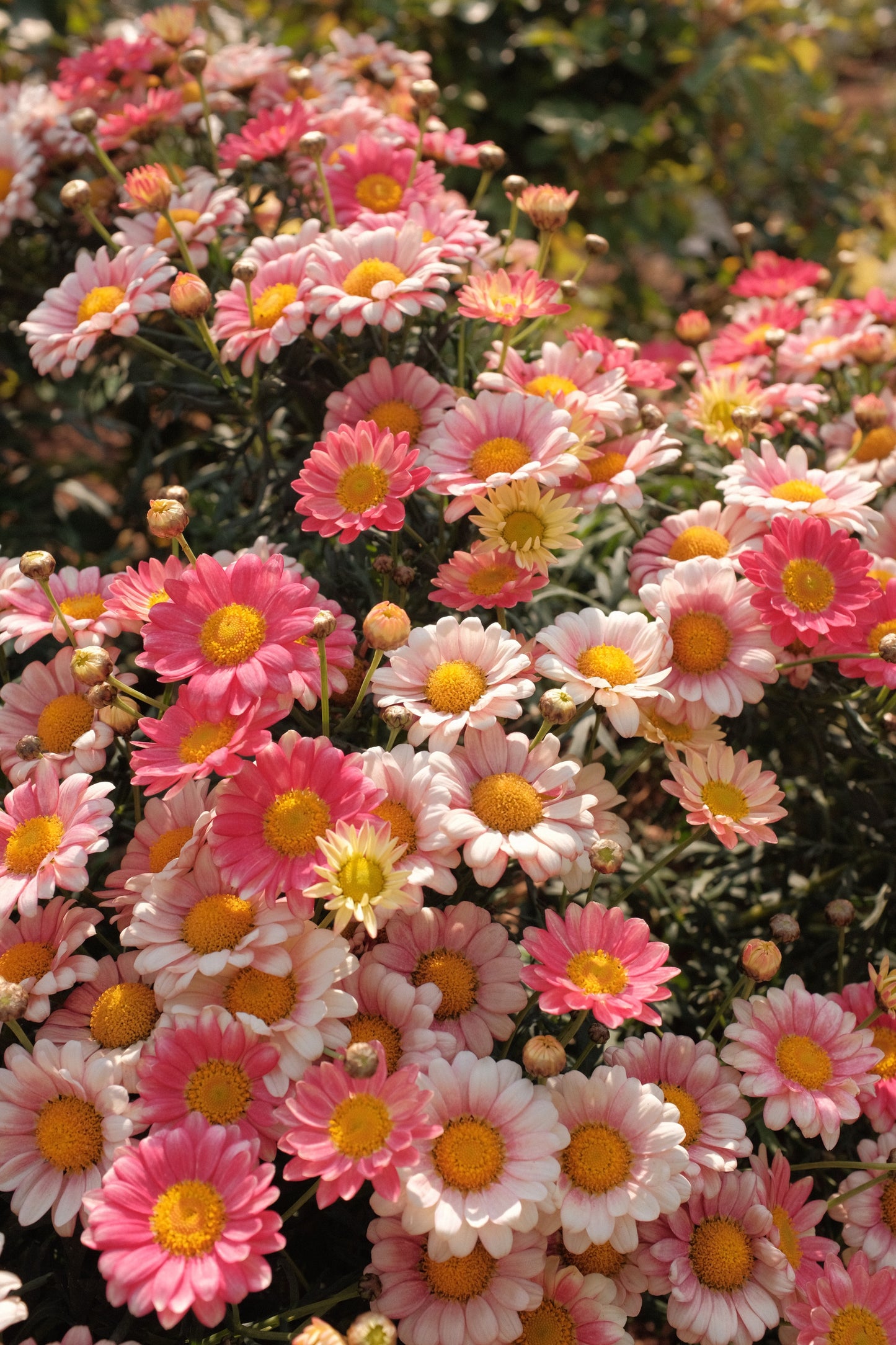 Daisy Pink 10 stems